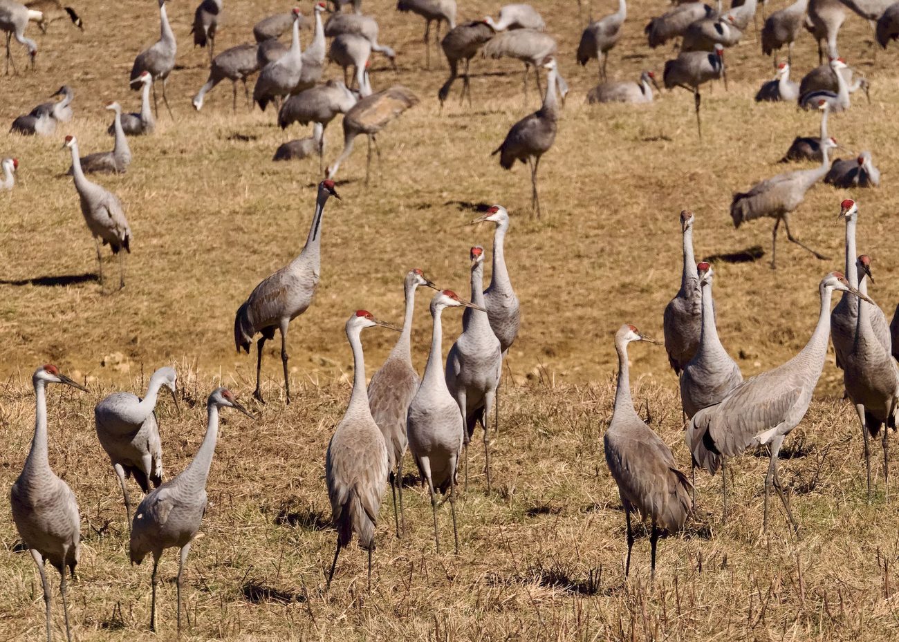 Sandhill cranes at Wheeler refuge on a 30-degree Saturday