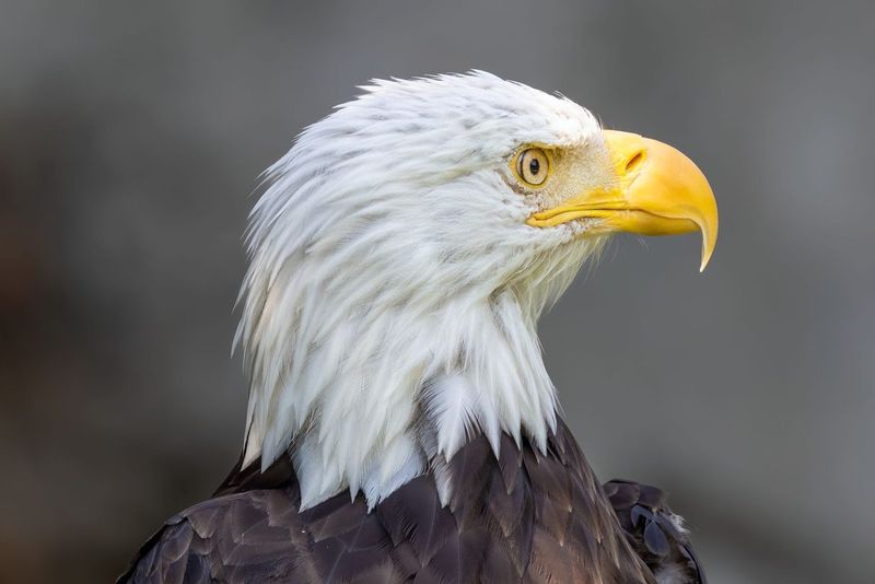 Looking for eagles at Lake Guntersville