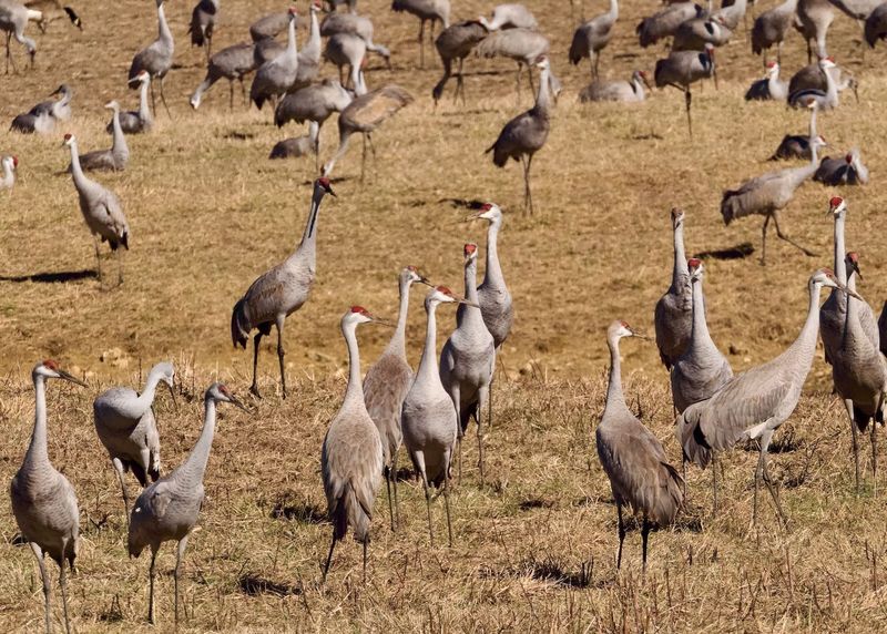 Sandhill cranes at Wheeler refuge on a 30-degree Saturday
